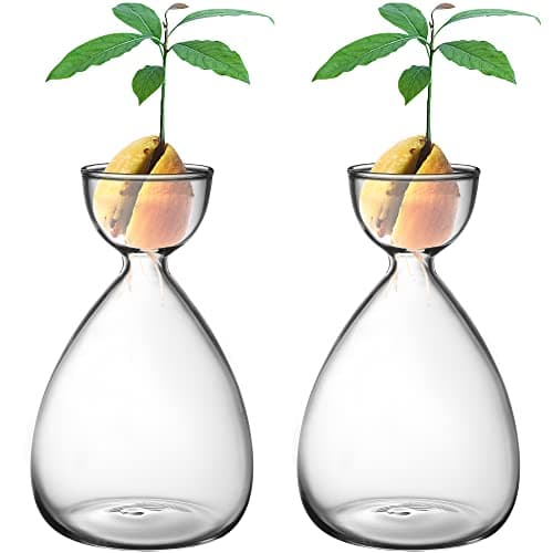 Avocado Seed Starter Vase
