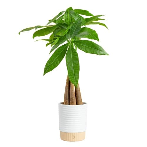 Costa Farms Money Tree